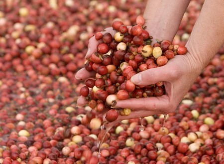 Cranberries