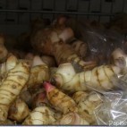 Racines de Galanga (frais)