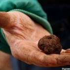 Truffe noire - Melanosporum