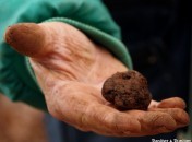 Truffe noire - Melanosporum Truffe noire – Melanosporum