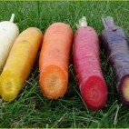 Carottes - Variétés anciennes