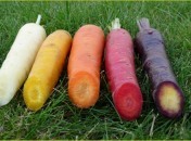 Carottes – Variétés anciennes