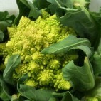 Chou romanesco