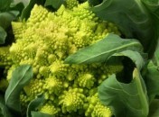 Chou Romanesco