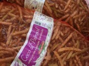 Coco de Paimpol