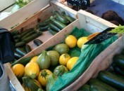Courgettes - Longues, rondes, jaunes vertes Courgettes rondes (de Nice, jaunes et vertes) et longues