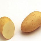 Pomme de terre Charlotte