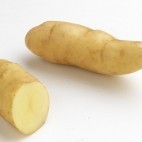 Pomme de terre Ratte