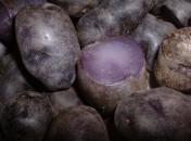 Pomme de terre Vitelotte