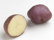 Pomme de terre bleue d’Auvergne