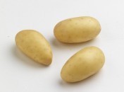 Pomme de terre Grenaille