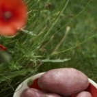 Pommes de terre Chérie