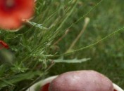 Pomme de terre Chérie