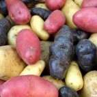 Pommes de terre - Différentes variétés