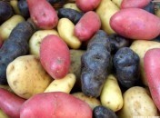 Variétés de pommes de terre : quelle pomme de terre pour quel usage ?