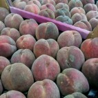 Pêches de vigne