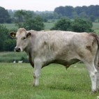 Vache dans le pré Vache dans le pré