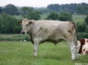 Vache dans le pré Connaissez-vous Bleu Blanc Coeur, Filière Nutrition pour les Oméga 3 naturels
