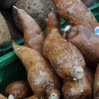 Racines de manioc