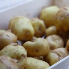 Bonnottes de Noirmoutier