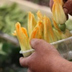 Fleurs de courgettes