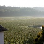 Lever de soleil sur les vignes