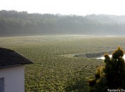 Lever de soleil sur les vignes Un weekend dans le vignoble Bordelais