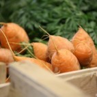 Carottes Betteraves
