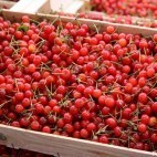 Cerises aigres Cerises aigres