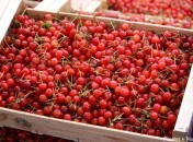 Cerises aigres Visite de Rungis – Le pavillon des fruits et légumes : les fruits
