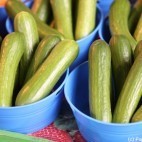 Concombres libanais