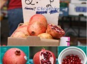 Grenades Grenades – Grenadines