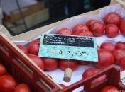 Tomates Watermelon beesteack Marie-Claire Filliolaud, productrice de tomates à Ecurat (Charente Maritime)