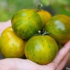 Tomates Green Zebra
