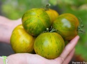 Tomates Green Zebra Tomates Green Zebra