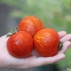 Tomates Red Zebra