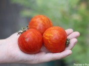 Tomates Red Zebra Tomates Red Zebra