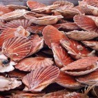 Coquilles St Jacques Port - Crédit photo OTI Bayeux