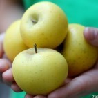 Pommes reinettes dorées