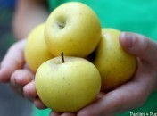 Pommes Reinette dorée