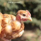 Poulet à cou nu