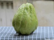 Christophine - Chayotte - chouchou Recettes avec des christophines – Recettes avec des chayottes : des idées ?