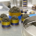 Mise en boite du caviar Mise en boite du caviar