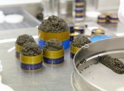 Caviar : Du salage à la mise en boite