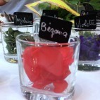 Fleurs comestibles - Begonia