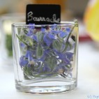 Fleurs comestibles - Bourrache