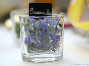 Fleurs comestibles - Bourrache Fleurs comestibles : la bourrache