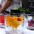 Fleurs comestibles - La capucine