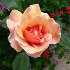Rose de Vence ©Manolita Maiti