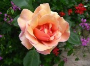 Rose de Vence ©Manolita Maiti Fleurs comestibles – Les roses